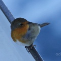 Robin (Erythacus rubecula) at sea migrating, Alan Prowse